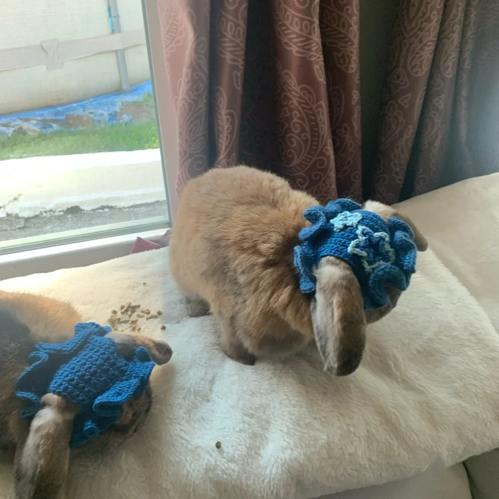 Small pet hats: bunnies, cats, small dogs